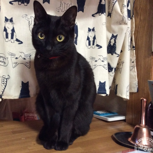 萌商机 日本10大旅馆招牌猫名单出炉