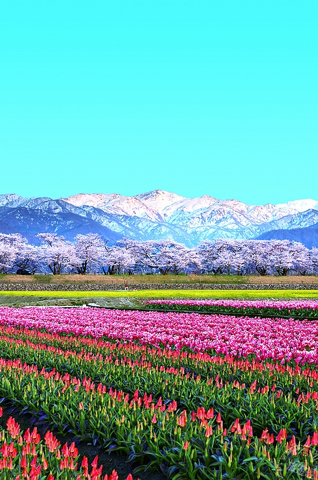 朝日美精油图片大全 朝日美精油图片在线观看 汇影图片