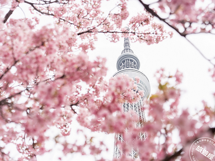 東京晴空塔下賞櫻獨一份 周邊景點、購物、美食一把抓