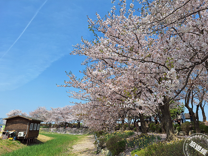 京畿道始興河溝生態公園春秋之美 連《男朋友》都愛！