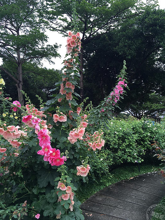 台北景點推薦臺北玫瑰園 玫瑰、天宮石斛、水石榕花枝招展中 35 2023