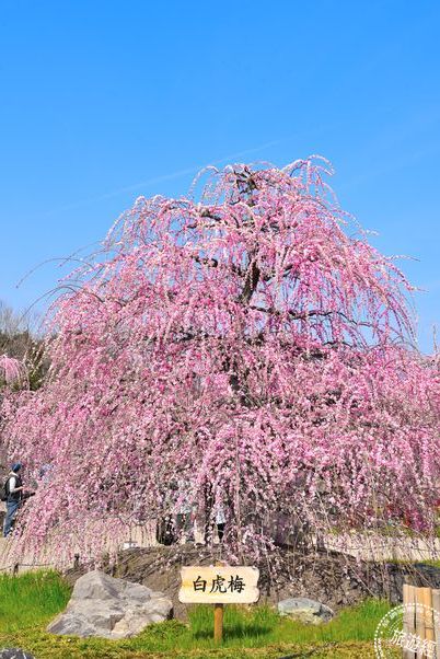 春暖梅花开 日本三重县绝美梅花仙境