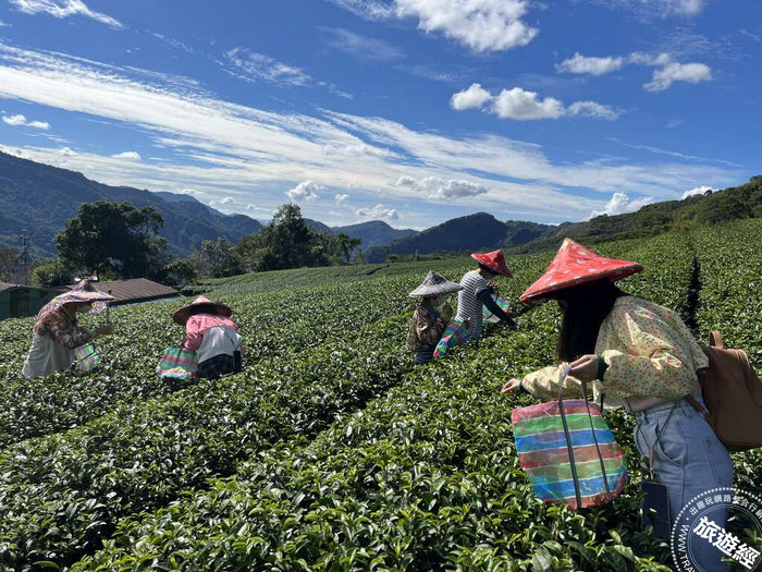 阿里山四季茶旅 ──白天賞桐喝茶、夜賞「螢」河