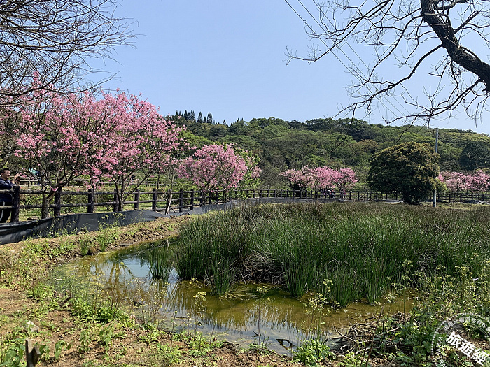 三生步道近尾聲 賞完櫻花觀浪花