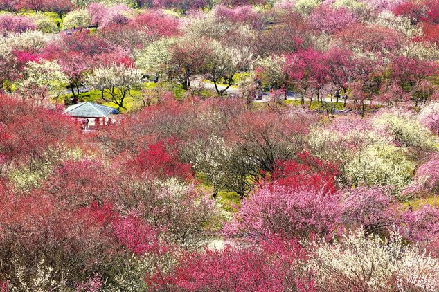 春暖梅花开 日本三重县绝美梅花仙境