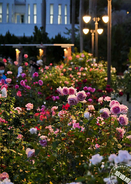台北花季花in台北