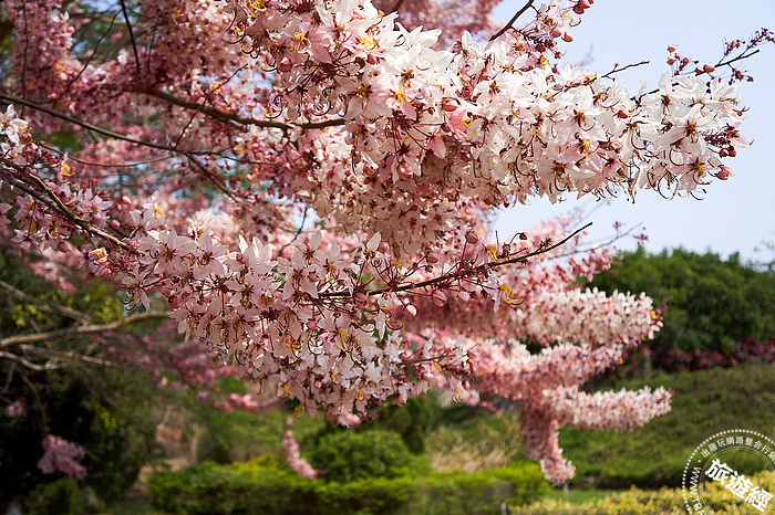 柳營尖山埤渡假村 花旗木盛開中