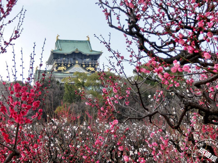 日本大阪梅花季1月下旬登場  捷絲旅大阪心齋橋館推新春快閃住房優惠