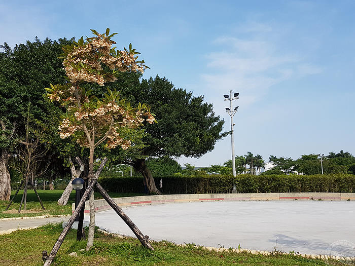 台北景點推薦臺北玫瑰園 玫瑰、天宮石斛、水石榕花枝招展中 37 2023