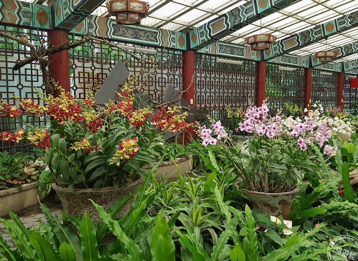 すべての花の画像 無料印刷可能金蘭花黃藍