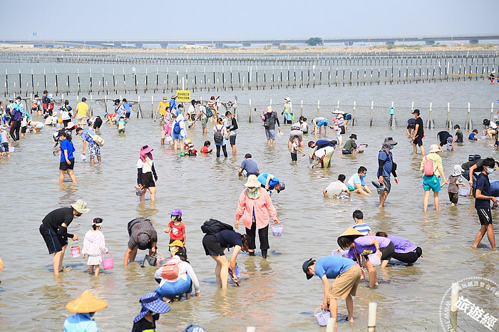 七股海鮮節 挖文蛤體驗、揪團遊七GO 今(1)日報名開跑